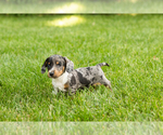 Small #5 Dachshund