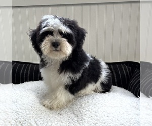 Mal-Shi Puppy for sale in FRANKLIN, IN, USA