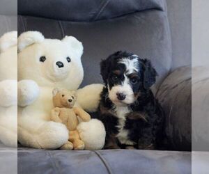 Bernedoodle (Miniature) Puppy for sale in NARVON, PA, USA