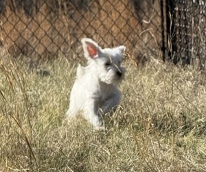 Medium Schnauzer (Miniature)