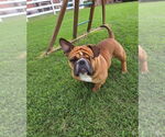 Small #1 Bulldog Mix