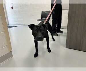 American Pit Bull Terrier-Unknown Mix Dogs for adoption in Ocala, FL, USA