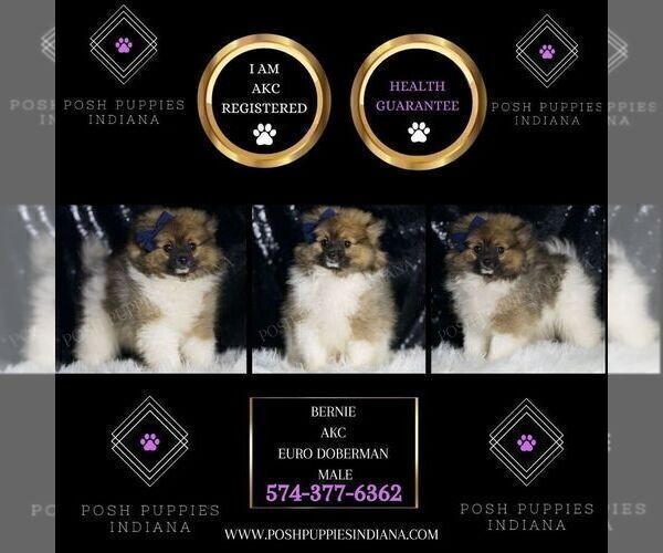 Medium Photo #6 Pomeranian Puppy For Sale in WARSAW, IN, USA