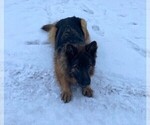Small Photo #1 German Shepherd Dog Puppy For Sale in CURTISS, WI, USA