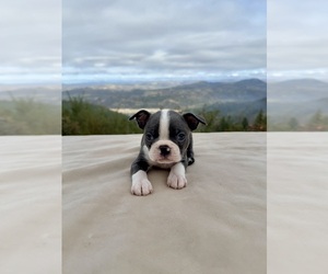 Boston Terrier Puppy for sale in OROVILLE, CA, USA