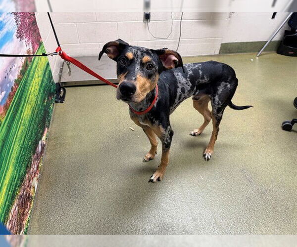 Medium Photo #1 Catahoula Leopard Dog-Unknown Mix Puppy For Sale in Moreno Valley, CA, USA