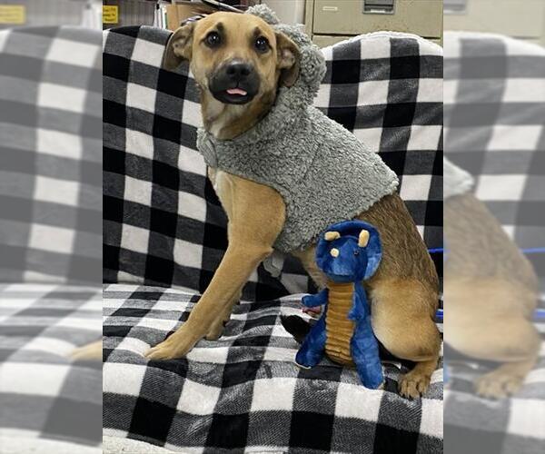 Medium Photo #1 German Shepherd Dog-Unknown Mix Puppy For Sale in Pasadena, TX, USA