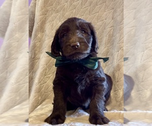 Labradoodle Puppy for Sale in TUPELO, Mississippi USA