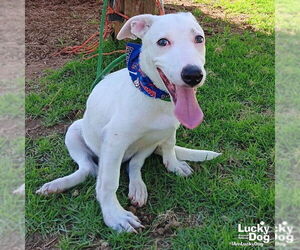 Labrador Retriever-Unknown Mix Dogs for adoption in Washington, DC, USA