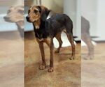 Small #2 Black and Tan Coonhound Mix