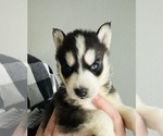 Puppy Spot Siberian Husky