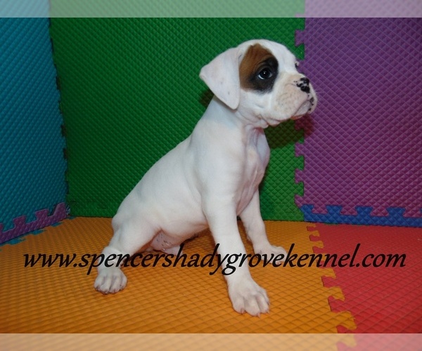 Medium Photo #5 Boxer Puppy For Sale in CABOOL, MO, USA