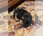 Small Photo #1 French Bulldog Puppy For Sale in BRANDON, FL, USA