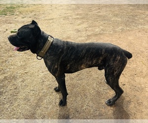 Father of the Cane Corso puppies born on 04/14/2026