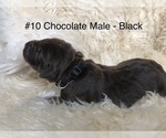 Small Photo #1 Labrador Retriever Puppy For Sale in PAYETTE, ID, USA