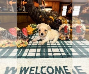 Yorkipoo Litter for sale in BOWLING GREEN, KY, USA