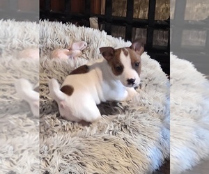 Jack Russell Terrier Puppy for sale in SPOTSYLVANIA, VA, USA