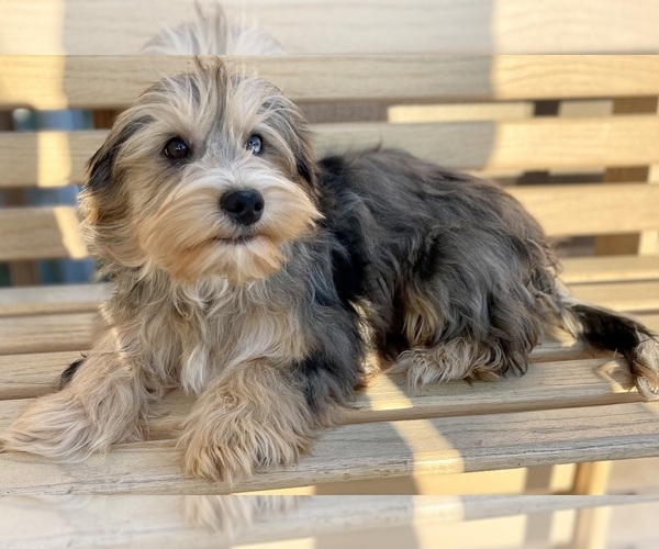 Medium Photo #2 Yorkshire Terrier Puppy For Sale in GEORGETOWN, TX, USA