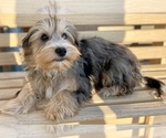 Small Photo #2 Yorkshire Terrier Puppy For Sale in GEORGETOWN, TX, USA