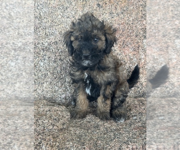 Medium Photo #20 Poodle (Miniature)-Poodle (Standard) Mix Puppy For Sale in LONGMONT, CO, USA
