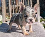 Small #5 French Bulldog