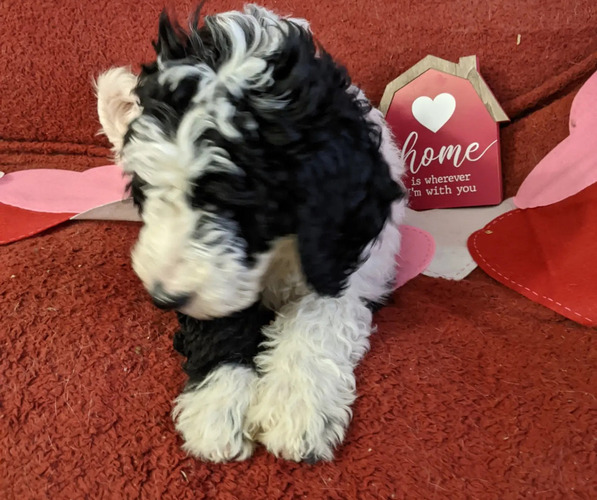 Medium Photo #8 Sheepadoodle Puppy For Sale in LITTLETON, CO, USA
