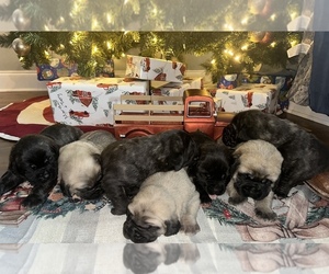 Mastiff Puppy for sale in MANCHESTER, TN, USA