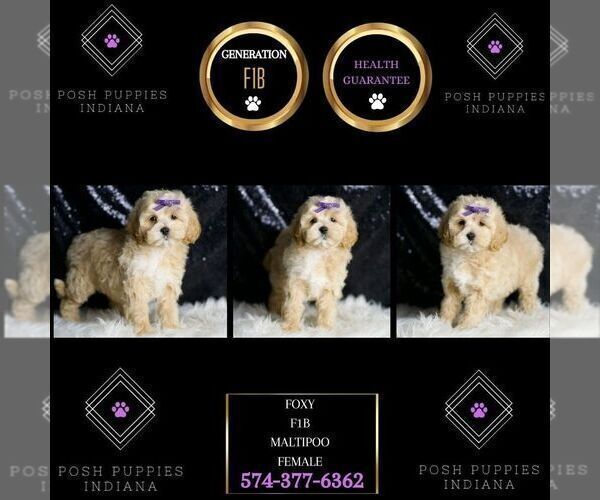 Medium Photo #6 Maltipoo Puppy For Sale in WARSAW, IN, USA