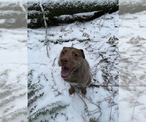 Medium Photo #4 German Shorthaired Pointer-Unknown Mix Puppy For Sale in Bellingham, WA, USA