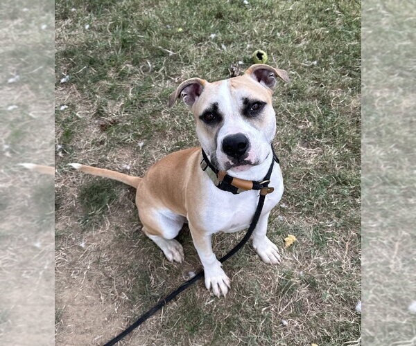 Medium Photo #2 Mutt Puppy For Sale in Evansville, IN, USA