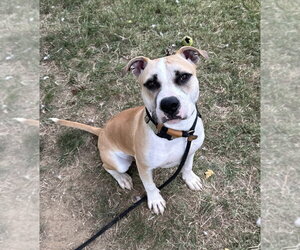 Edwin - Male Mutt Dog for Adoption - Photo #2