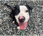 Small #7 American Pit Bull Terrier Mix