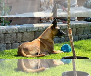 Mother of the Belgian Malinois puppies born on 09/05/2023