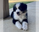 Small #10 Miniature Australian Shepherd