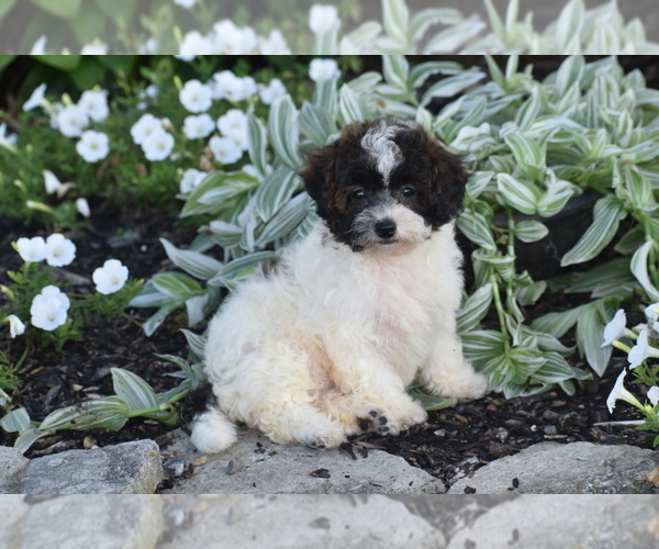 Medium Photo #2 Bichpoo Puppy For Sale in ELDORADO, OH, USA