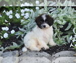 Small #1 Bichpoo