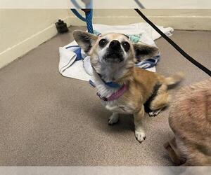 Chihuahua Dogs for adoption in Pasadena, CA, USA