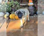 Daisy - Female Mastiff Puppy for Sale - Photo #8