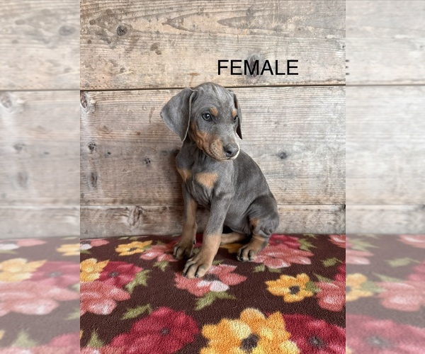 Medium Photo #5 Doberman Pinscher Puppy For Sale in VERMONTVILLE, MI, USA