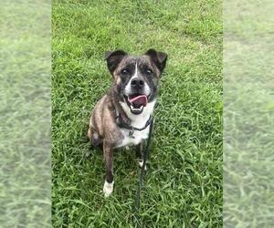 Boston Terrier-Unknown Mix Dogs for adoption in Forestville, MD, USA