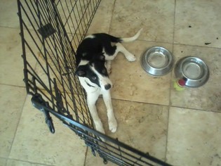 Border Collie Puppy for sale in SCOTTSDALE, AZ, USA