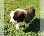 Small Photo #32 Saint Bernard Puppy For Sale in TURLOCK, CA, USA