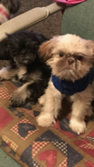 Mother of the Shih Tzu puppies born on 12/01/2018