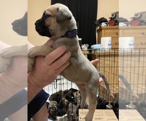 Medium Photo #9 Bullmastiff Puppy For Sale in CHARLESTON, WV, USA