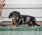Puppy Foster Dachshund