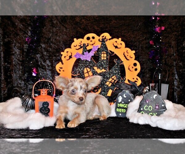 Medium Photo #1 Chihuahua Puppy For Sale in CHARLESTON, AR, USA