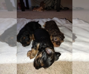 YorkiePoo Puppy for sale in PARIS, KY, USA