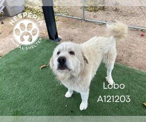 Great Pyrenees Dogs for adoption in HESPERIA, CA, USA
