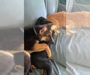 German Shepherd Dog Dogs for adoption in La Grange , NC, USA