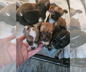 Chihuahua Puppy for sale in SPRINGTOWN, TX, USA